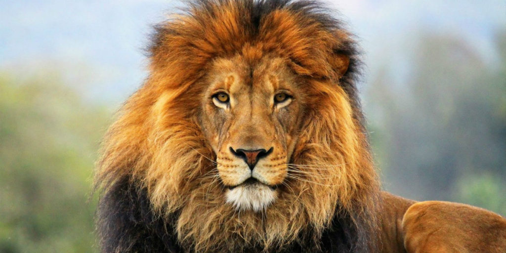 Satan or Aslan? A reflection on Biblical lions - Surviving Church